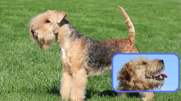 Qué alimentar a un Lakeland Terrier Alimentación del Lakeland Terrier