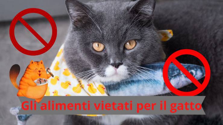 Lo que no deben comer los gatos