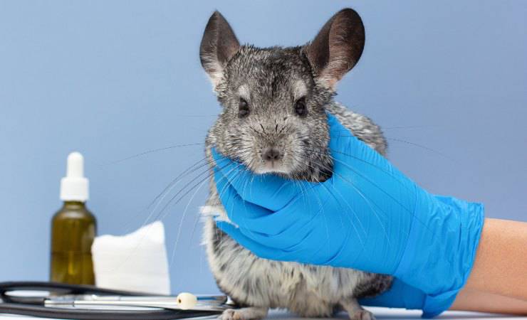 chinchilla