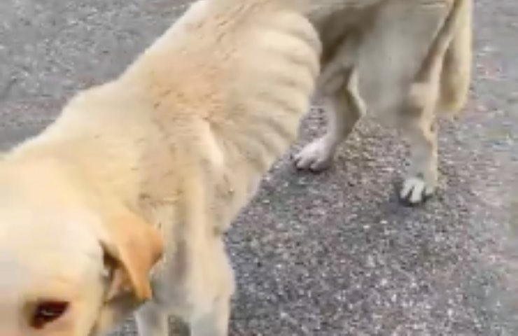 pequeña amenaza de piel a hueso