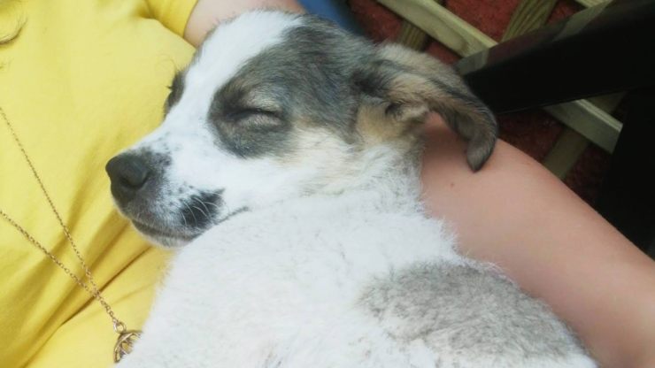 adopción de perros enpa