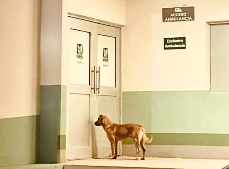 perro lo encuentra desaparecido