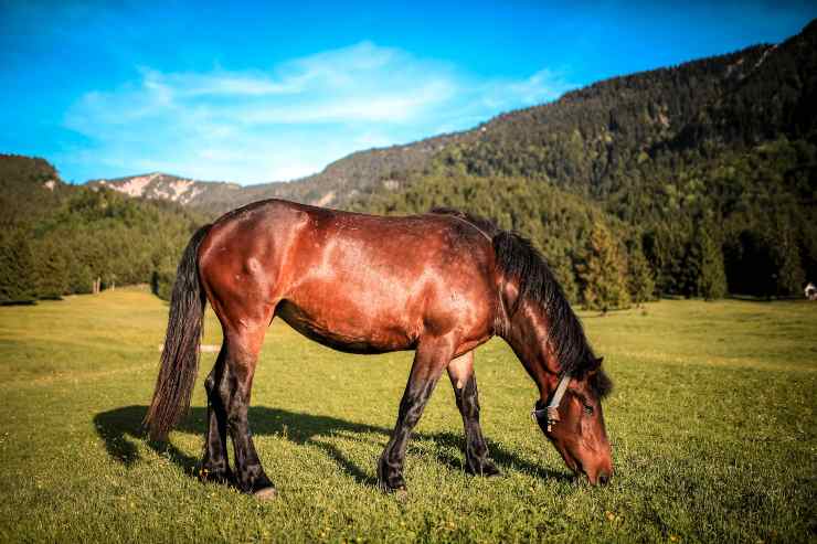 El caballo y la comida de verano