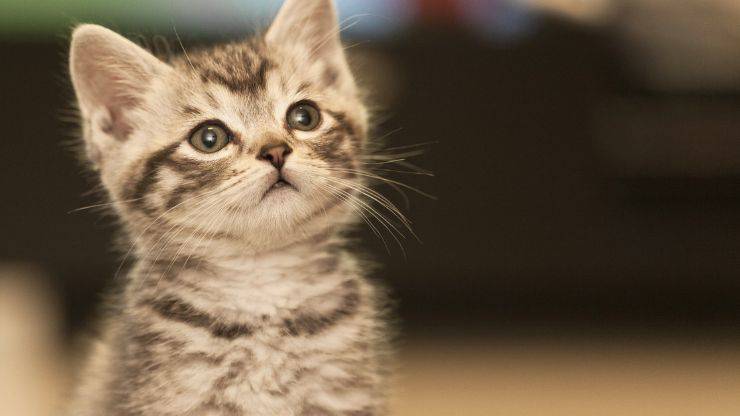 Comunicarse con el gato