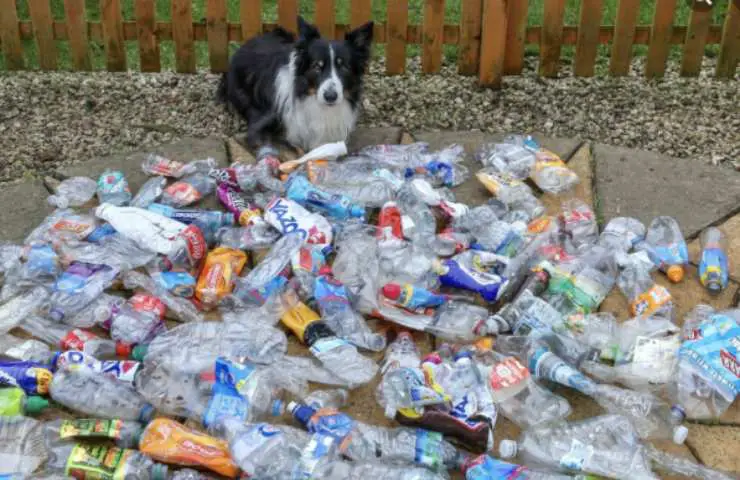 perro ecologista Scruff reciclar
