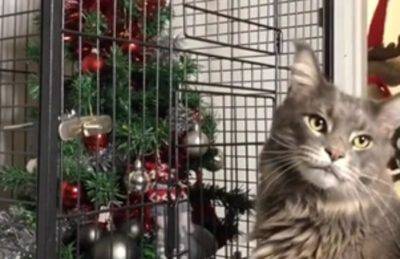 reacción del gatito del árbol enjaulado