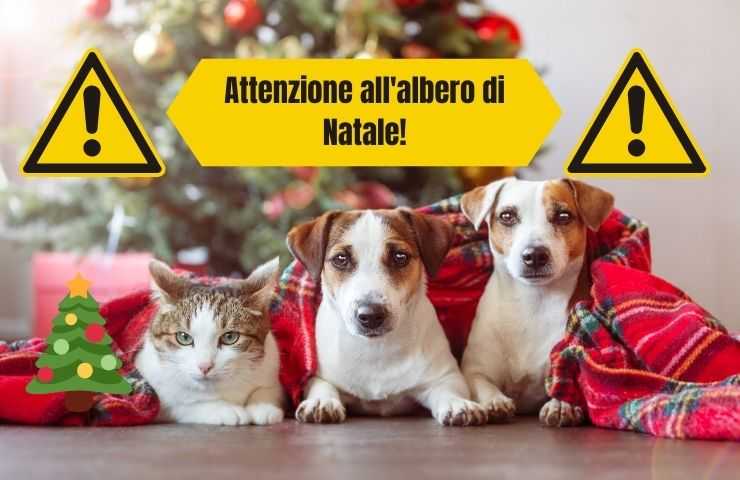 Árbol de navidad peligroso para animales