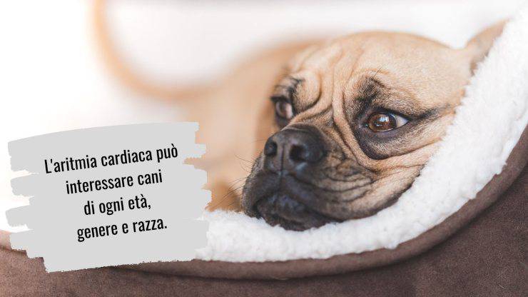 Arritmia cardiaca en perros Arritmia cardiaca en perros