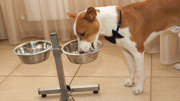arroz carne y verduras para perros