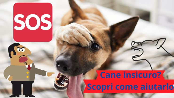 perro inseguro