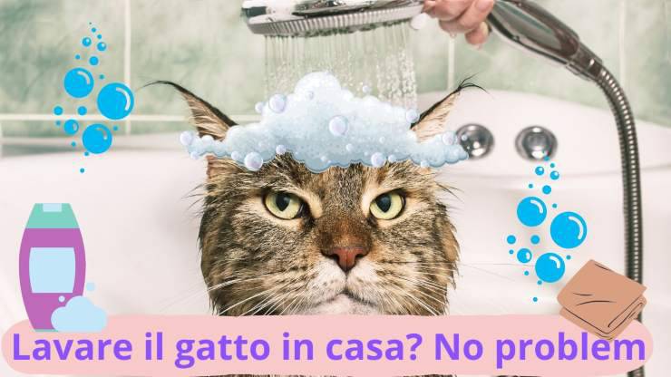 Ducha para gatos