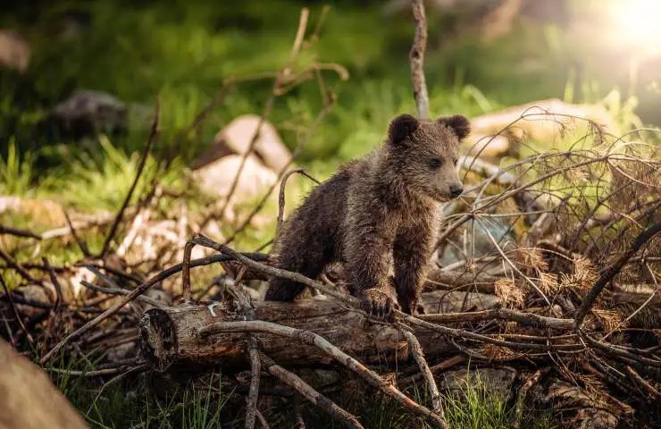 lista de animales en peligro de extinción de la biodiversidad