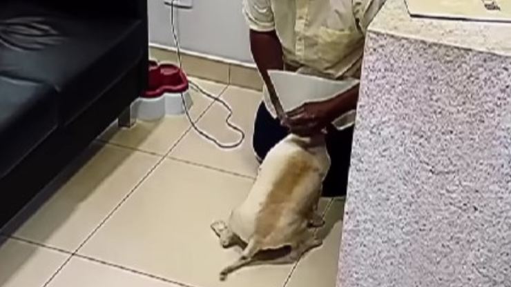 perro vuelve a ver a su dueño