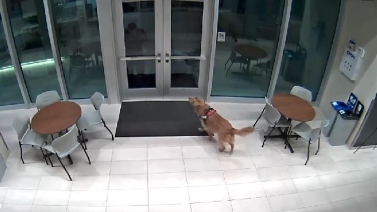 perro abre puerta