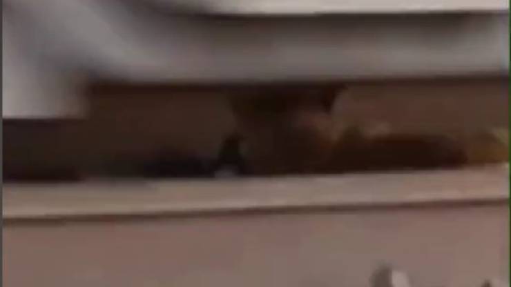 perro en las pistas