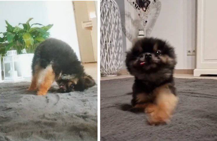 pequeño perro gatear abrazar dificultad