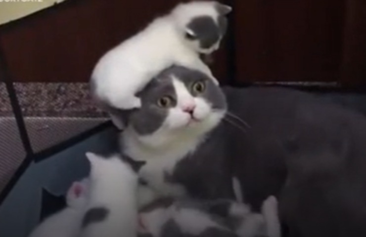 gatitos madre gatito Acat