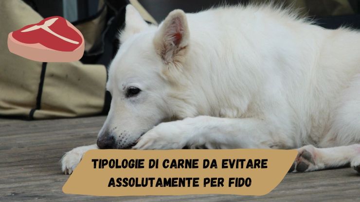 Carne peligrosa para perros Carne peligrosa para perros