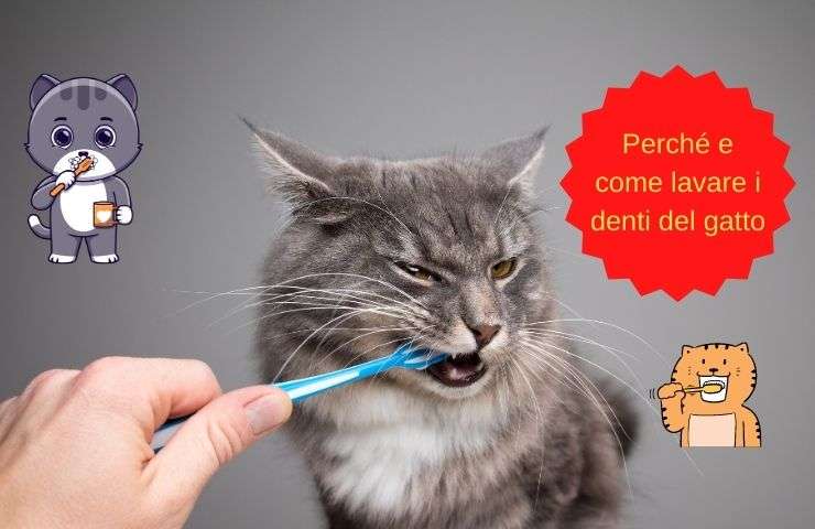 ¿Por qué cepillar los dientes de tu gato?