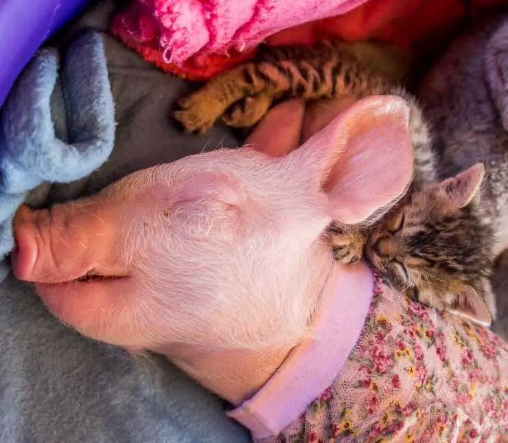 cerdo gato inseparable