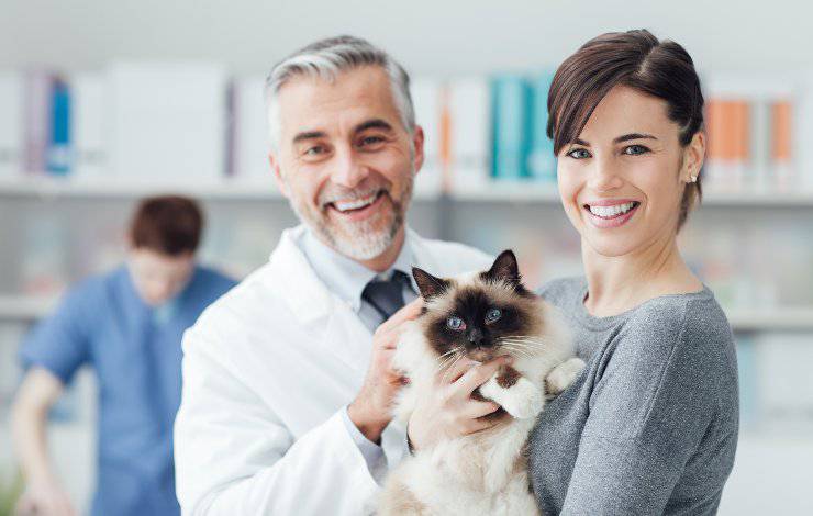 gato y veterinarios
