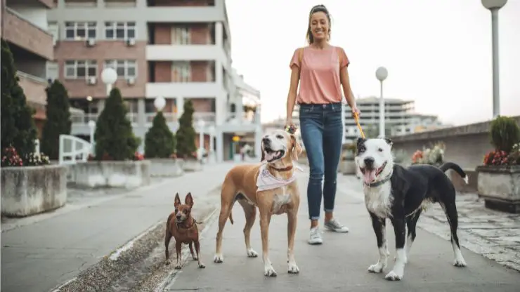 Cuidador de mascotas
