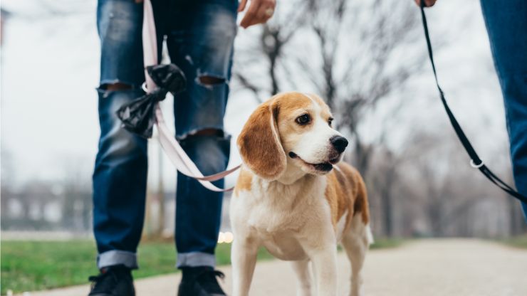 educador de perros