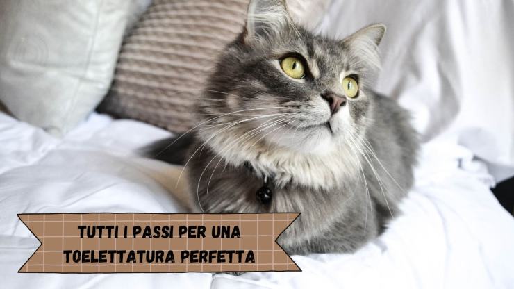 Cómo cuidar el pelaje de los gatos Cómo cuidar el pelaje de los gatos