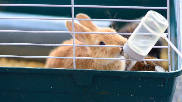 enseñar conejo a beber botella de agua