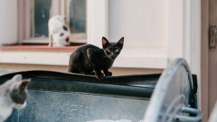 Cómo evitar que los gatos rompan bolsas de basura
