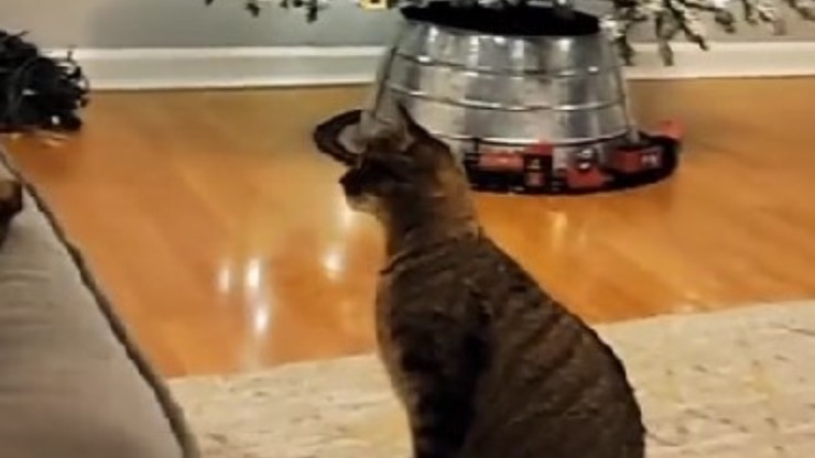 árbol de navidad gato