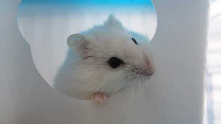como hacer feliz a un hamster