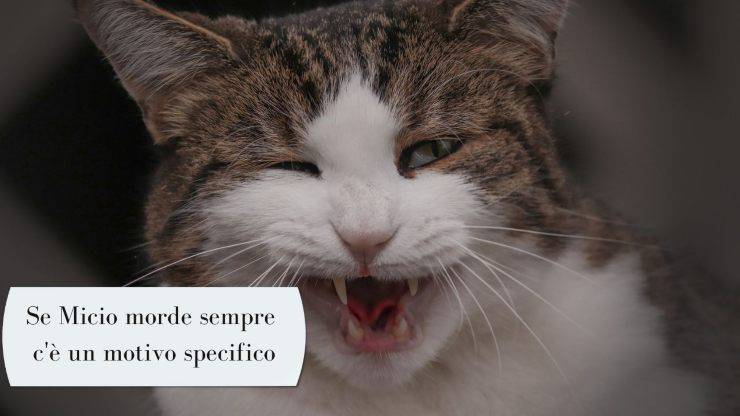 Cómo hacer que el gato deje de morder Cómo hacer que el gato deje de morder