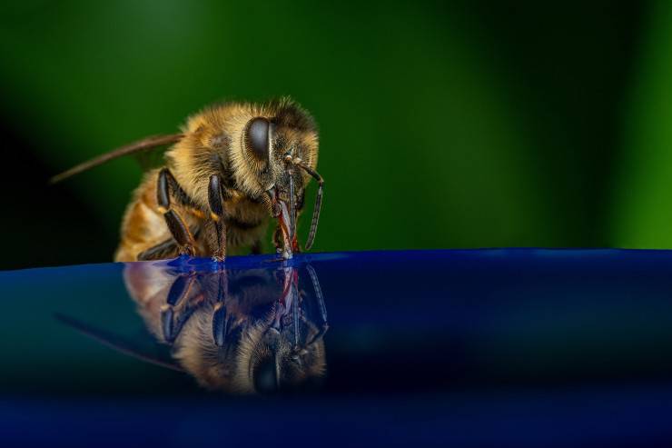 Mantenga las abejas y las avispas lejos de su hogar