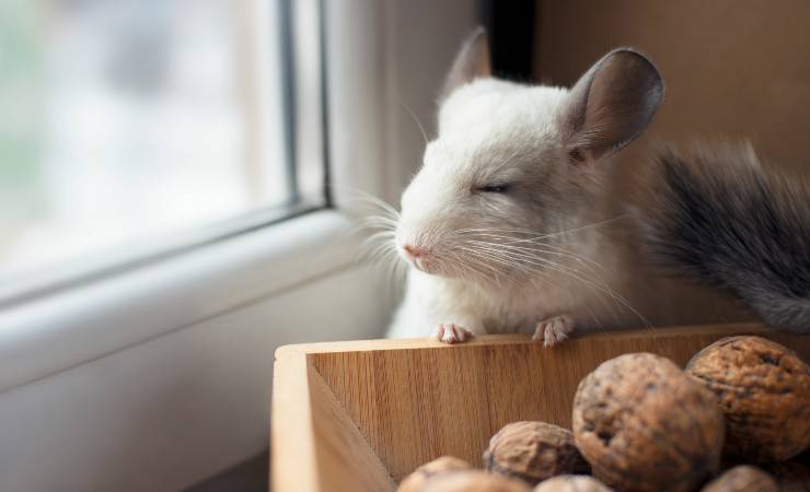 chinchilla
