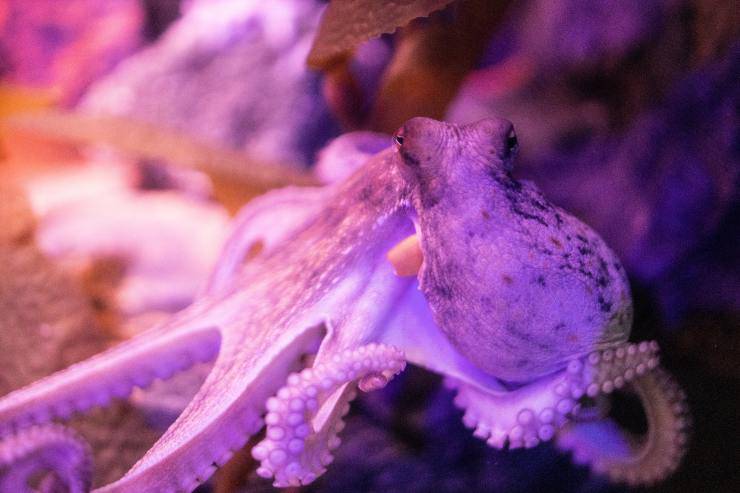 Cómo nace un pulpo Cómo nace un pulpo