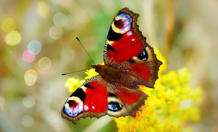 Como nacen las mariposas Como nacen las mariposas