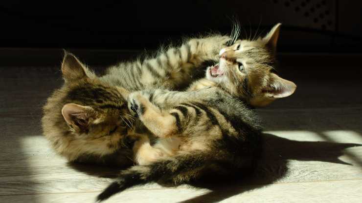 evitar peleas de gatos