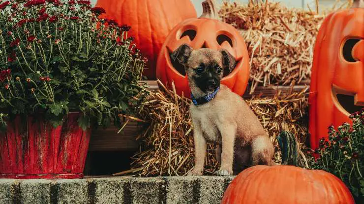 como proteger a tu perro en halloween