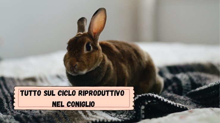Cómo saber si el conejo está en celo Cómo saber si el conejo está en celo