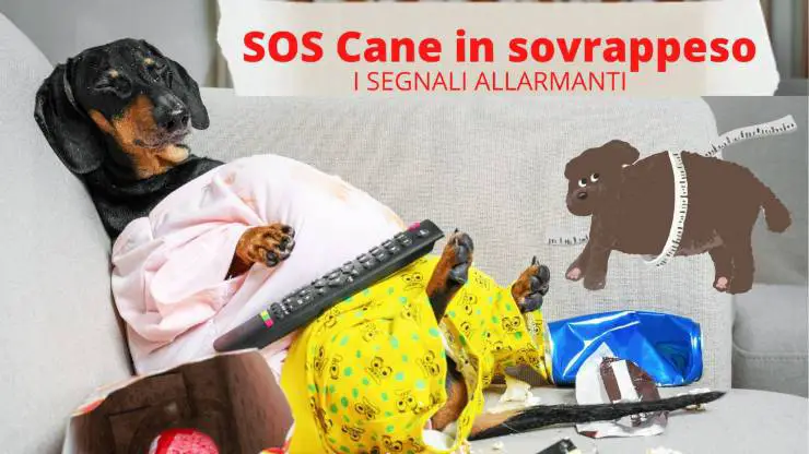 Los signos para saber si un perro tiene sobrepeso Cómo saber si tu perro tiene sobrepeso