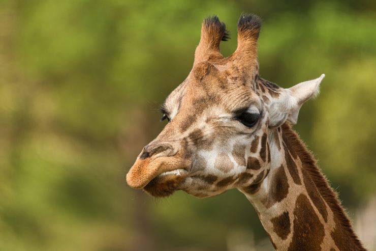 ¿Cuál es el llamado de la jirafa? ¿Cuál es el llamado de la jirafa?