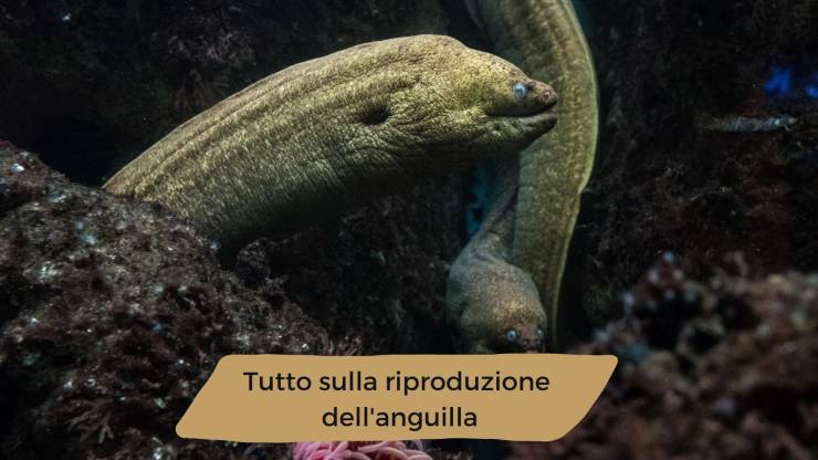 Cómo se reproduce la anguila Cómo se reproduce la anguila