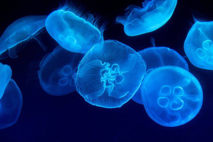 Cómo se reproducen las medusas Cómo se reproducen las medusas