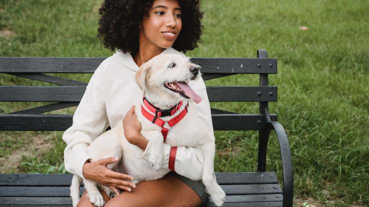 como los perros ven el mundo