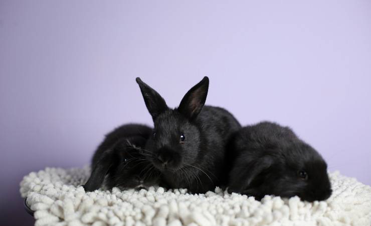 conejitos de alaska