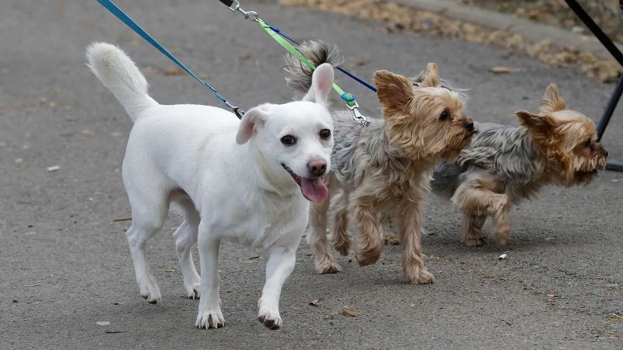 Nace el registro de cuidador de perros