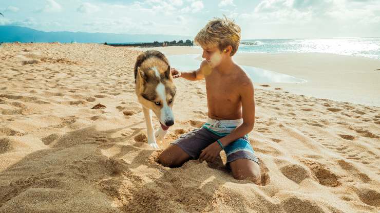 cosas que les encantan a los perros en verano