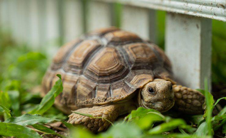 Tortuga