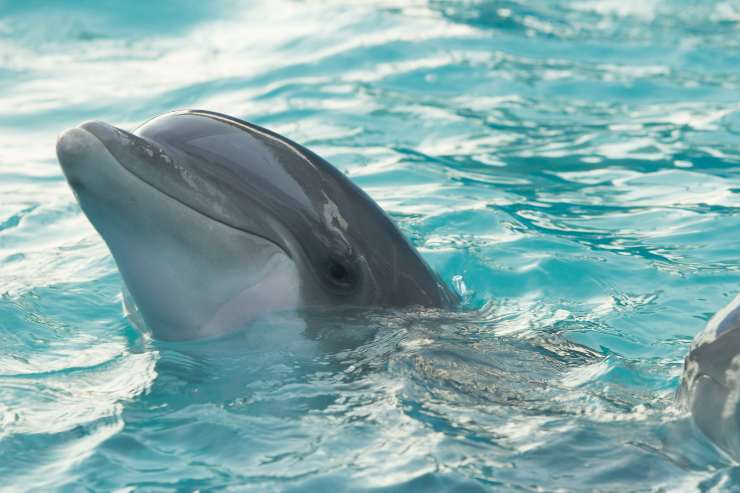 como se llama el grito de los delfines como se llama el grito de los delfines